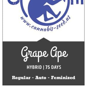 Photo of GRAPE APE – 10 Pack