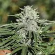 Product image for Sour Chem
