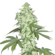 Product image for Auto Lowryder Seeds