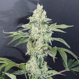 Photo of TANGERINE COOKIES (hybrid)