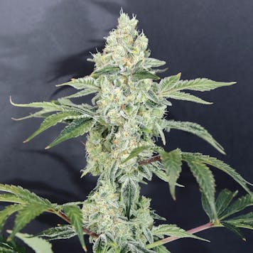 Photo of TANGERINE COOKIES (hybrid)