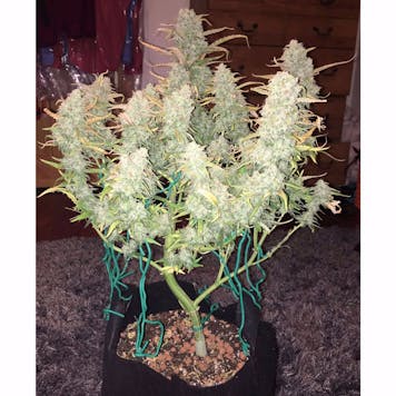 Photo of Green Crack