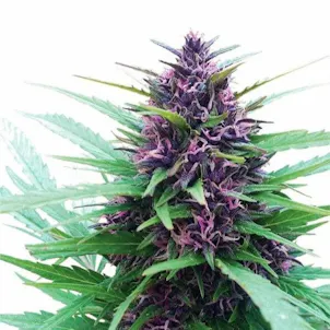 Photo of Dark Purple Gasoline Auto Fem Seeds