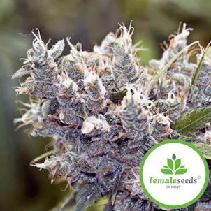 Photo of Bubblegummer