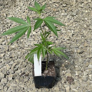 Photo of Pennywise Clone