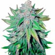 Product image for California Dream Marijuana Seeds By TheSeedPharm.com