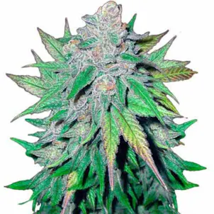 Photo of California Dream Marijuana Seeds By TheSeedPharm.com