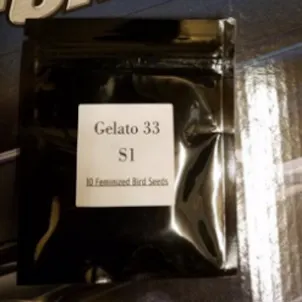 Photo of Seed Junky Genetics - Gelato 33