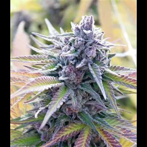 Photo of Gorilla Glue Purple Feminized