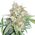 Product image for Cherry Pie (fem) seeds