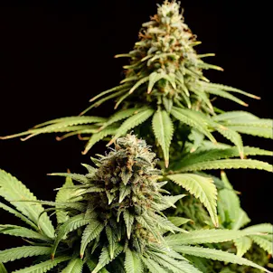 Photo of Hellfire OG