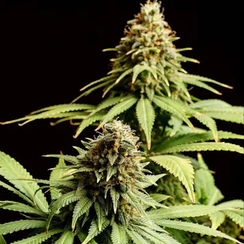 Photo of Hellfire OG