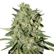 Product image for White Widow Feminized