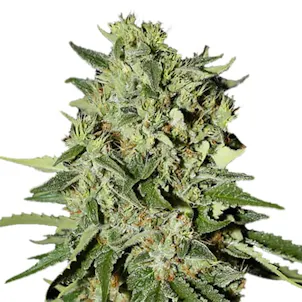Photo of White Widow Feminized