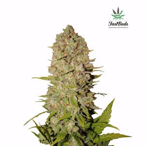 Photo of Pineapple Express