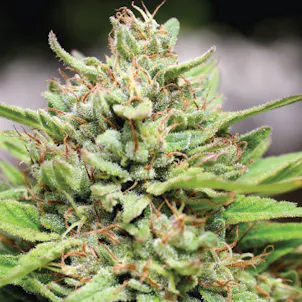 Photo of Very Cherry Regular Seeds 20-pack