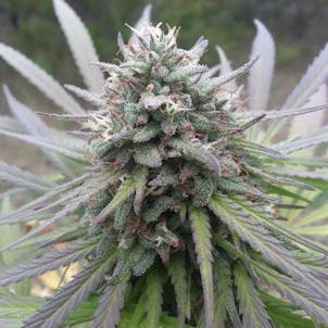 Photo of Northern Lights seeds