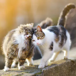 Photo of Premium CBD Oil Tincture