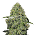 Lithium OG Kush Feminized Seeds