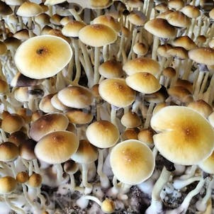 Photo of Blue Meanie