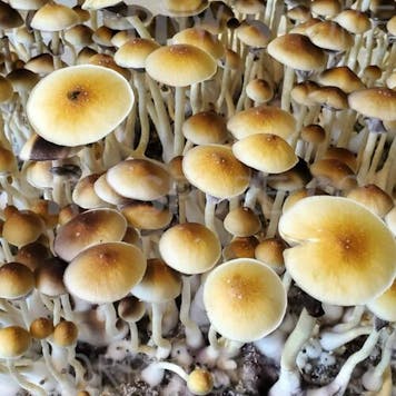 Photo of Blue Meanie