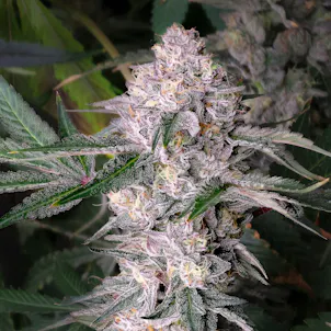 Photo of Kaleidozoap