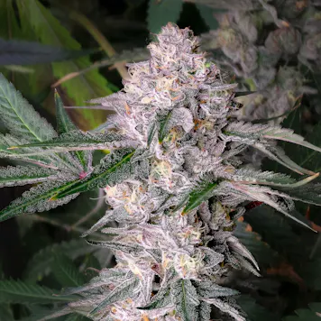 Photo of Kaleidozoap