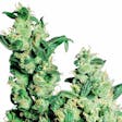 Product image for Jack Herer Marijuana Seeds By TheSeedPharm.com