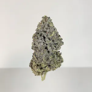 Photo of Purple Widow