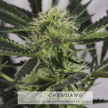 Photo of Chemdawg