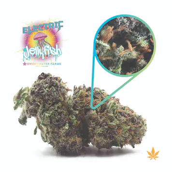 Photo of Electric Jellyfish