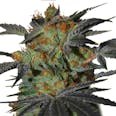 Agent Orange by ILGM (fem) seeds