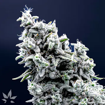 Photo of Gorilla Girl