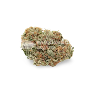 Photo of Snow White Feminized Seeds
