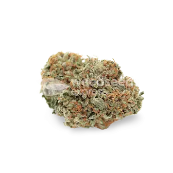 Photo of Snow White Feminized Seeds