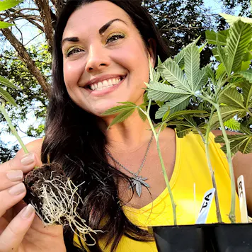 Photo of Apple Fritter Clones | Shipping To All 50 States