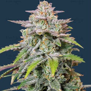 Photo of Runtz Autoflower