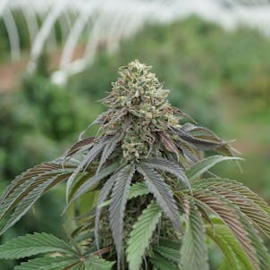 Photo of Kush Hemp E1 Strain | CBD Hemp Flower