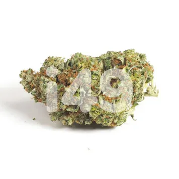 Photo of Alien Gorilla Glue Fem