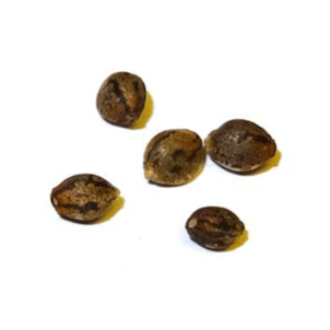 Photo of Haze Seeds - 5 Pack