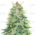 Product image for CBD Lemon Auto