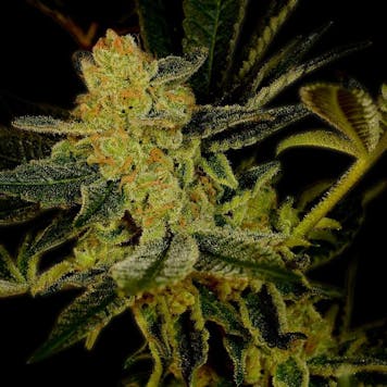 Photo of Blue Dream Feminized