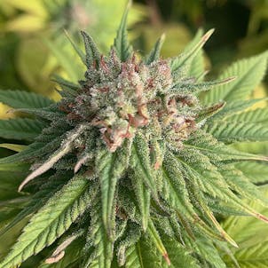 Photo of Cherry Blossom CBD Feminized Hemp Seeds