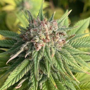 Photo of Cherry Blossom CBD Feminized Hemp Seeds