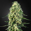 Product image for CBD Super Silver Haze
