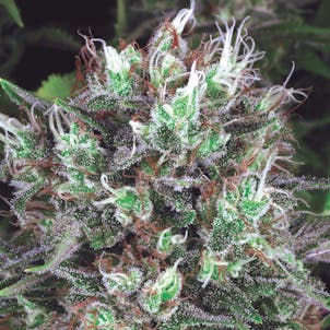 Photo of DUTCH DRAGON