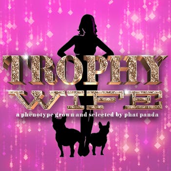 Phat Panda - Bangers - Trophy Wife Joints 10pk