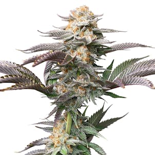 Photo of Queen Harley (CBD)