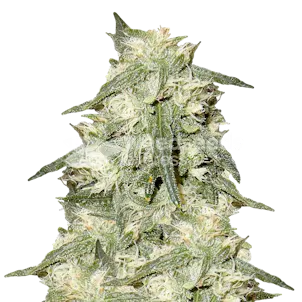 Photo of Oreoz Feminized Seeds