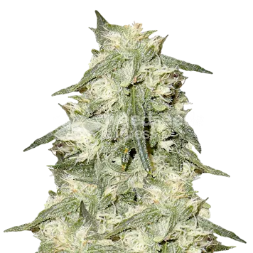 Photo of Oreoz Feminized Seeds